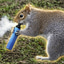 The Vaping Squirrel